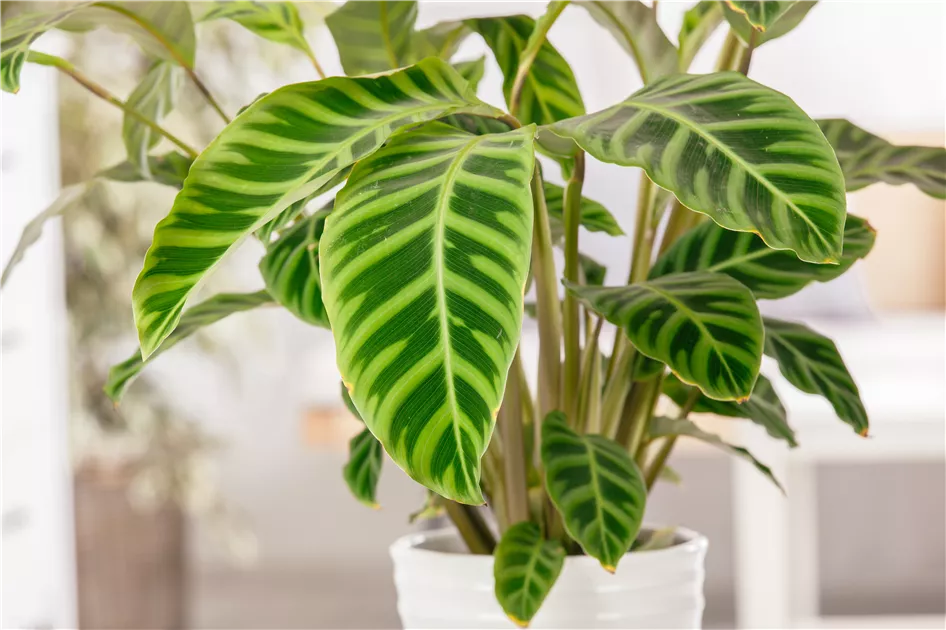 Korbmarante, Calathea zebrina