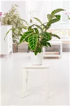 Calathea zebrina - Korbmarante Calathea zebrina - Korbmarante