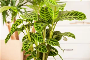 Calathea zebrina - Korbmarante Calathea zebrina - Korbmarante