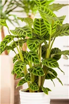 Calathea zebrina - Korbmarante Calathea zebrina - Korbmarante