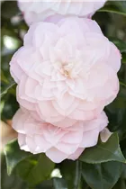 Camellia japonica 'Nuccio´s Pearl' - Kamelie 'Nuccio´s Pearl'