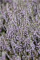 Calluna vulgaris 'Tib' - Besenheide 'Tib' Calluna vulgaris 'Tib' - Besenheide 'Tib'