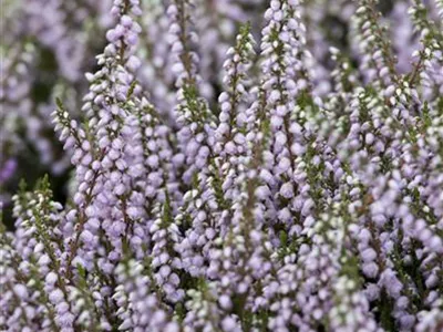 Calluna vulgaris 'Tib' - Besenheide 'Tib' Calluna vulgaris 'Tib' - Besenheide 'Tib'