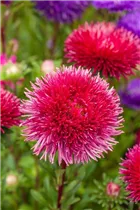 Callistephus chinensis 'Straußenfelder-Prachtmischung' - Straußenfelder-Aster 'Prachtmischung'