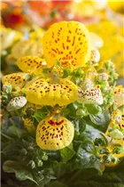 Calceolaria - Pantoffelblume Calceolaria - Pantoffelblume