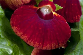 Calceolaria - Pantoffelblume Calceolaria - Pantoffelblume