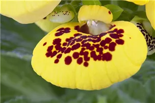 Calceolaria - Pantoffelblume Calceolaria - Pantoffelblume