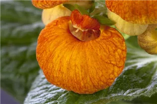 Calceolaria - Pantoffelblume Calceolaria - Pantoffelblume