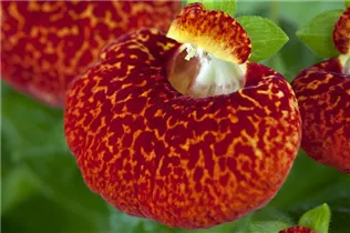 Calceolaria - Pantoffelblume Calceolaria - Pantoffelblume