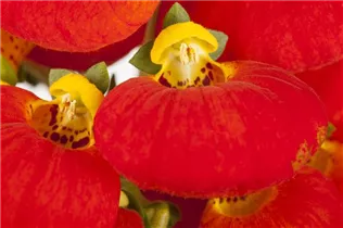 Calceolaria - Pantoffelblume Calceolaria - Pantoffelblume