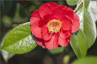Camellia japonica 'San Dimas' - Kamelie 'San Dimas'
