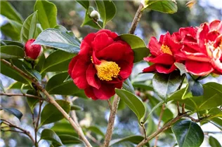 Camellia japonica 'San Dimas' - Kamelie 'San Dimas'