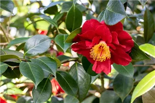 Camellia japonica 'San Dimas' - Kamelie 'San Dimas'