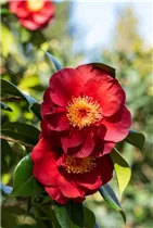 Camellia japonica 'San Dimas' - Kamelie 'San Dimas'