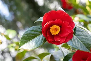 Camellia japonica 'San Dimas' - Kamelie 'San Dimas'