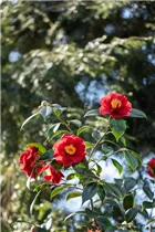Camellia japonica 'San Dimas' - Kamelie 'San Dimas'
