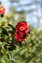 Camellia japonica 'San Dimas' - Kamelie 'San Dimas'