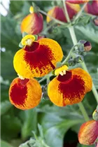 Calceolaria calynopsis - Pantoffelblume Calceolaria calynopsis - Pantoffelblume
