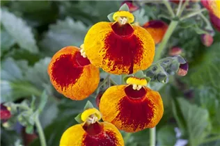 Calceolaria calynopsis - Pantoffelblume Calceolaria calynopsis - Pantoffelblume