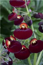Calceolaria calynopsis - Pantoffelblume Calceolaria calynopsis - Pantoffelblume