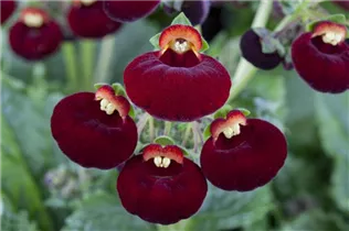 Calceolaria calynopsis - Pantoffelblume Calceolaria calynopsis - Pantoffelblume