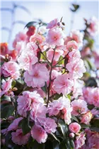 Camellia japonica 'Spring Festival' - Kamelie 'Spring Festival'