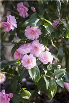 Camellia japonica 'Spring Festival' - Kamelie 'Spring Festival'