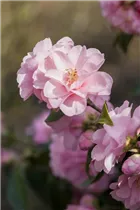 Camellia japonica 'Spring Festival' - Kamelie 'Spring Festival'