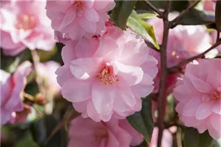Camellia japonica 'Spring Festival' - Kamelie 'Spring Festival'