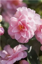 Camellia japonica 'Spring Festival' - Kamelie 'Spring Festival'