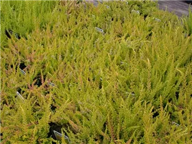 Calluna vulgaris 'Wickwar Flame' - Besenheide 'Wickwar Flame' Calluna vulgaris 'Wickwar Flame' - Besenheide 'Wickwar Flame'