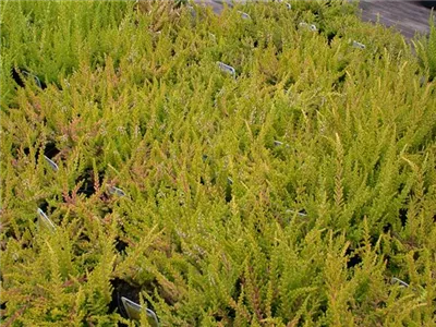 Calluna vulgaris 'Wickwar Flame' - Besenheide 'Wickwar Flame' Calluna vulgaris 'Wickwar Flame' - Besenheide 'Wickwar Flame'