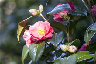 Camellia japonica 'Spring´s Promise' - Kamelie 'Spring’s Promise' Camellia japonica 'Spring´s Promise' - Kamelie 'Spring’s Promise'