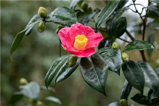 Camellia japonica 'Spring´s Promise' - Kamelie 'Spring’s Promise' Camellia japonica 'Spring´s Promise' - Kamelie 'Spring’s Promise'