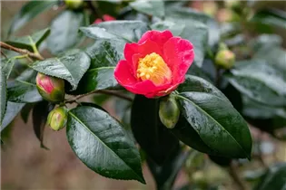 Camellia japonica 'Spring´s Promise' - Kamelie 'Spring’s Promise' Camellia japonica 'Spring´s Promise' - Kamelie 'Spring’s Promise'