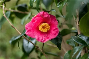 Camellia japonica 'Spring´s Promise' - Kamelie 'Spring’s Promise' Camellia japonica 'Spring´s Promise' - Kamelie 'Spring’s Promise'