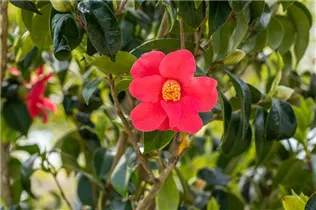 Camellia japonica 'Spring´s Promise' - Kamelie 'Spring’s Promise' Camellia japonica 'Spring´s Promise' - Kamelie 'Spring’s Promise'