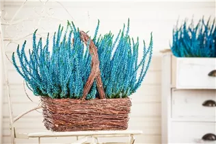 Calluna vulgaris, gefärbt - Gefärbte Besenheide Calluna vulgaris, gefärbt - Gefärbte Besenheide