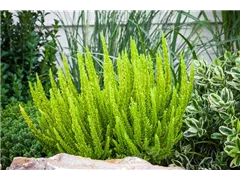 Calluna Beauty Ladies® 'Skyline' - Blattschmuckheide Beauty Ladies® 'Skyline'® Calluna Beauty Ladies® 'Skyline' - Blattschmuckheide Beauty Ladies® 'Skyline'®
