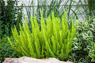 Calluna Beauty Ladies® 'Skyline' - Blattschmuckheide Beauty Ladies® 'Skyline'® Calluna Beauty Ladies® 'Skyline' - Blattschmuckheide Beauty Ladies® 'Skyline'®