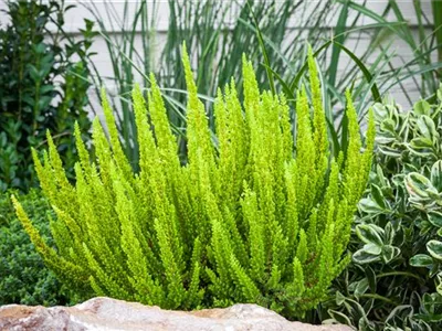 Calluna Beauty Ladies® 'Skyline' - Blattschmuckheide Beauty Ladies® 'Skyline'® Calluna Beauty Ladies® 'Skyline' - Blattschmuckheide Beauty Ladies® 'Skyline'®