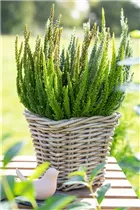 Calluna Beauty Ladies® 'Skyline' - Blattschmuckheide Beauty Ladies® 'Skyline'® Calluna Beauty Ladies® 'Skyline' - Blattschmuckheide Beauty Ladies® 'Skyline'®