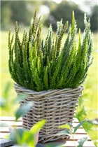 Calluna Beauty Ladies® 'Skyline' - Blattschmuckheide Beauty Ladies® 'Skyline'® Calluna Beauty Ladies® 'Skyline' - Blattschmuckheide Beauty Ladies® 'Skyline'®