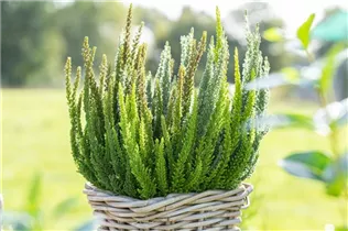 Calluna Beauty Ladies® 'Skyline' - Blattschmuckheide Beauty Ladies® 'Skyline'® Calluna Beauty Ladies® 'Skyline' - Blattschmuckheide Beauty Ladies® 'Skyline'®
