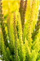 Calluna Beauty Ladies® 'Skyline' - Blattschmuckheide Beauty Ladies® 'Skyline'® Calluna Beauty Ladies® 'Skyline' - Blattschmuckheide Beauty Ladies® 'Skyline'®