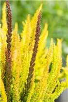 Calluna Beauty Ladies® 'Skyline' - Blattschmuckheide Beauty Ladies® 'Skyline'® Calluna Beauty Ladies® 'Skyline' - Blattschmuckheide Beauty Ladies® 'Skyline'®