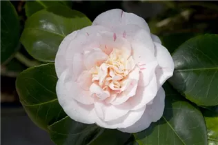 Camellia japonica 'Strawberry Parfait' - Kamelie 'Strawberry Parfait'