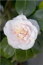 Camellia japonica 'Strawberry Parfait' - Kamelie 'Strawberry Parfait'