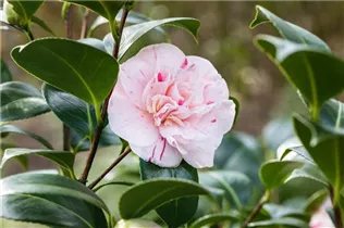 Camellia japonica 'Strawberry Parfait' - Kamelie 'Strawberry Parfait'