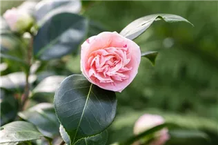 Camellia japonica 'Strawberry Parfait' - Kamelie 'Strawberry Parfait'